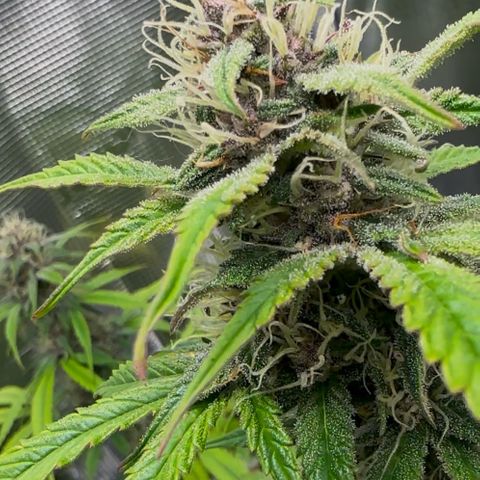 Cookies Gelato Automatic growlog timeline photo