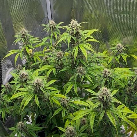 Cookies Gelato Automatic growlog timeline photo