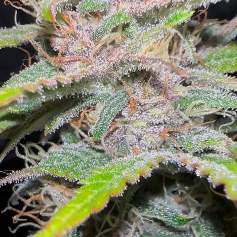 Cookies Gelato Automatic growlog timeline photo