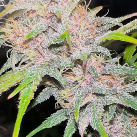 Cookies Gelato Automatic growlog timeline photo