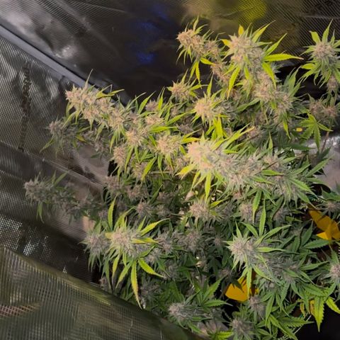 Cookies Gelato Automatic growlog timeline photo
