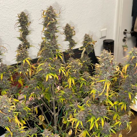 Cookies Gelato Automatic growlog timeline photo