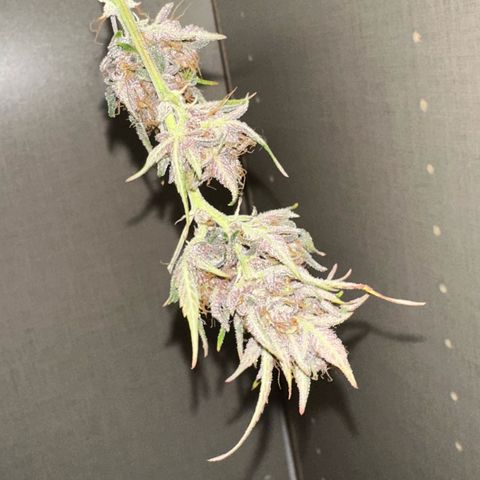 Cookies Gelato Automatic growlog timeline photo