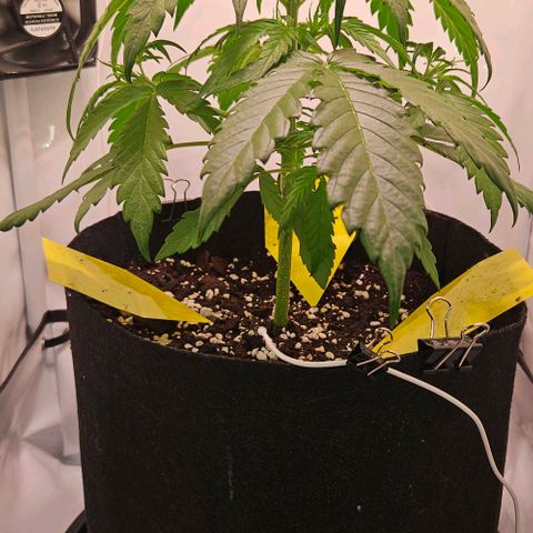 Diesel Auto growlog timeline photo