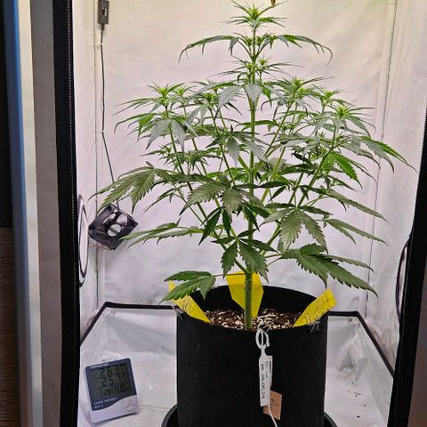 Diesel Auto growlog timeline photo