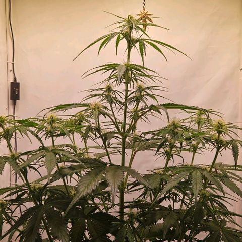 Diesel Auto growlog timeline photo