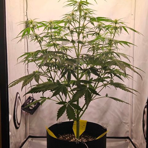 Diesel Auto growlog timeline photo