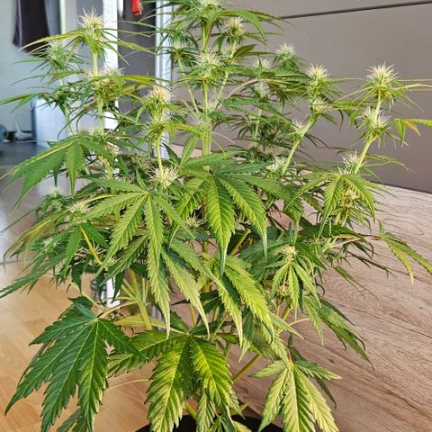 Diesel Auto growlog timeline photo