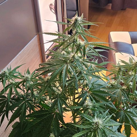 Diesel Auto growlog timeline photo