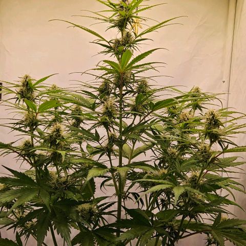 Diesel Auto growlog timeline photo