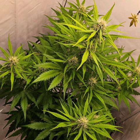 Diesel Auto growlog timeline photo