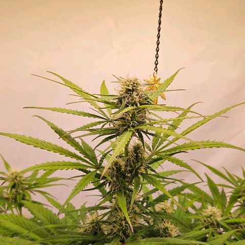 Diesel Auto growlog timeline photo