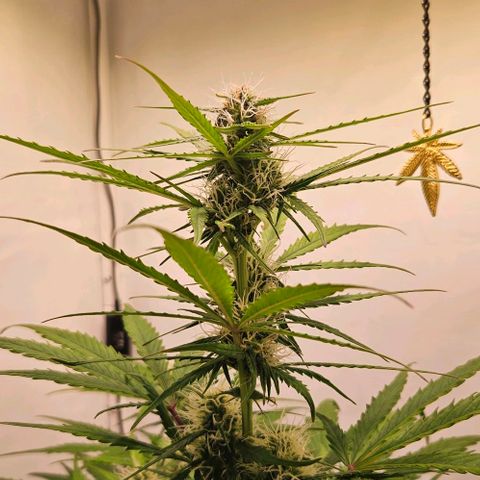 Diesel Auto growlog timeline photo