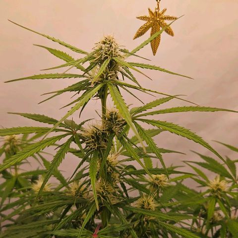 Diesel Auto growlog timeline photo