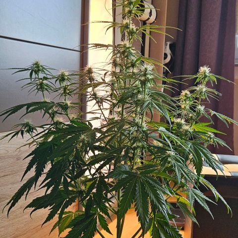 Diesel Auto growlog timeline photo
