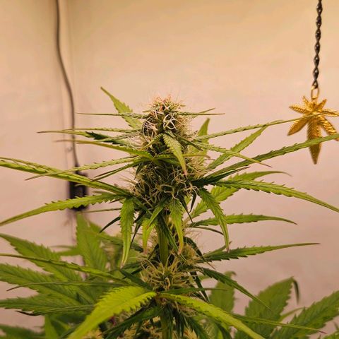 Diesel Auto growlog timeline photo