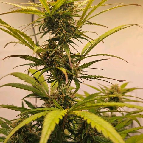 Diesel Auto growlog timeline photo