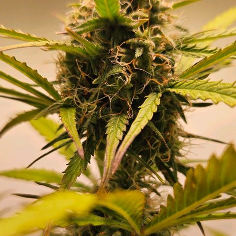 Diesel Auto growlog timeline photo