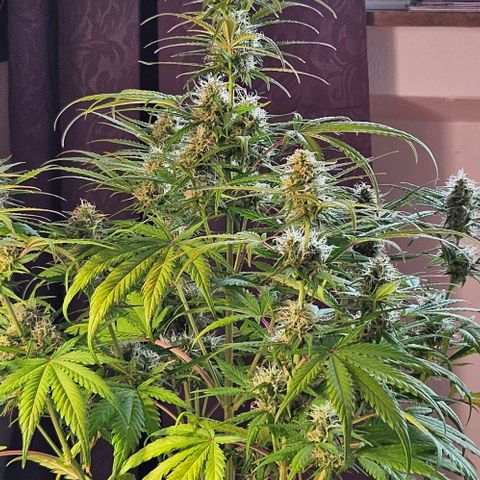 Diesel Auto growlog timeline photo
