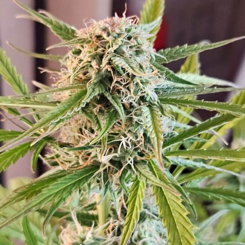 Diesel Auto growlog timeline photo