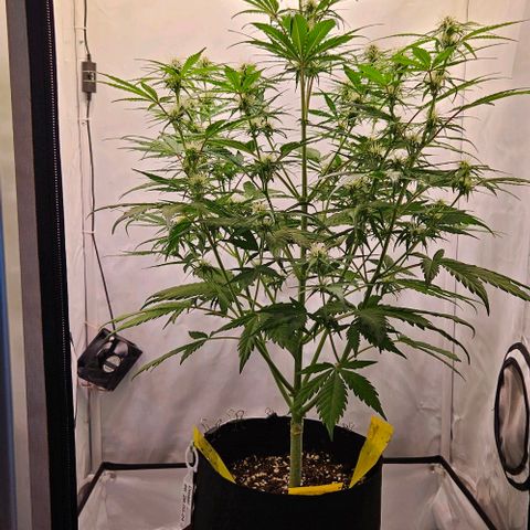 Diesel Auto growlog timeline photo