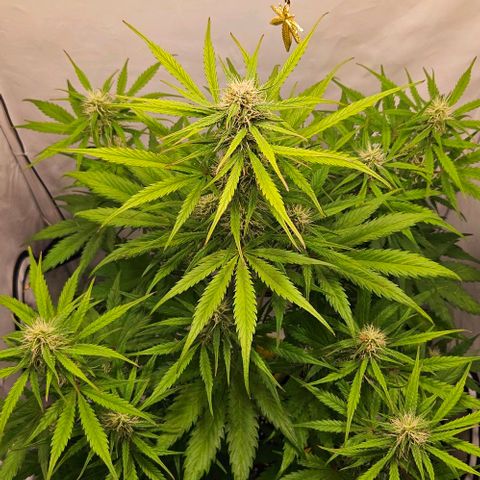 Diesel Auto growlog timeline photo