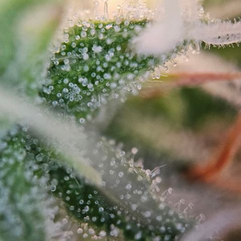 Diesel Auto growlog timeline photo