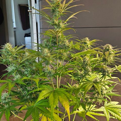 Diesel Auto growlog timeline photo