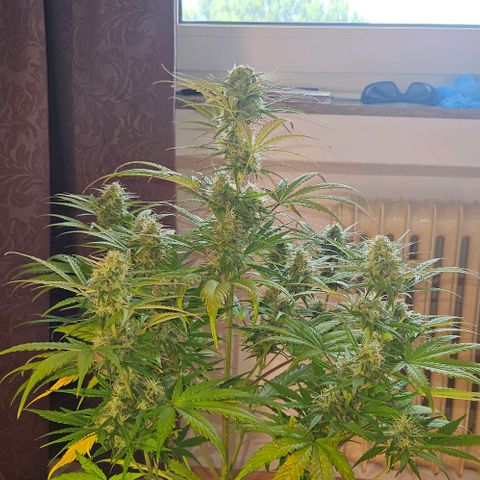 Diesel Auto growlog timeline photo