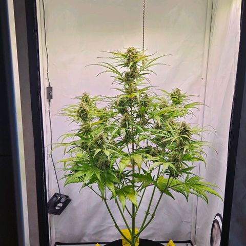 Diesel Auto growlog timeline photo