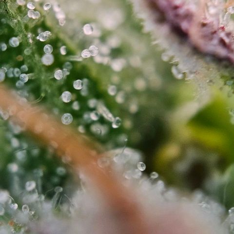 Diesel Auto growlog timeline photo