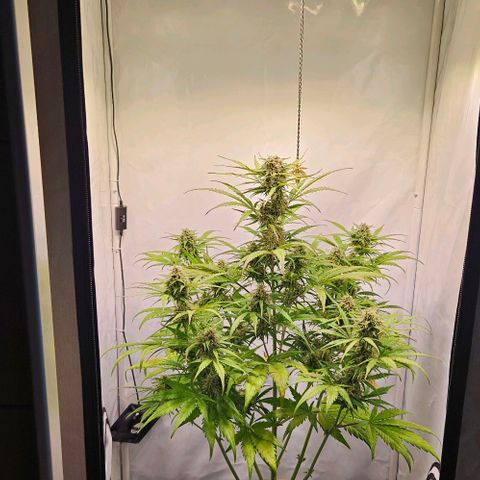 Diesel Auto growlog timeline photo