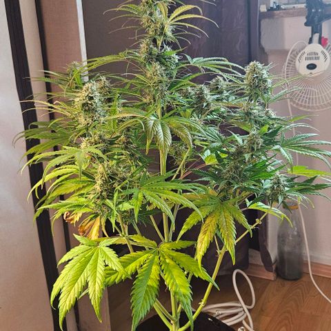 Diesel Auto growlog timeline photo