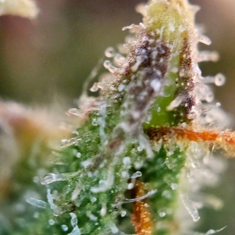 Diesel Auto growlog timeline photo