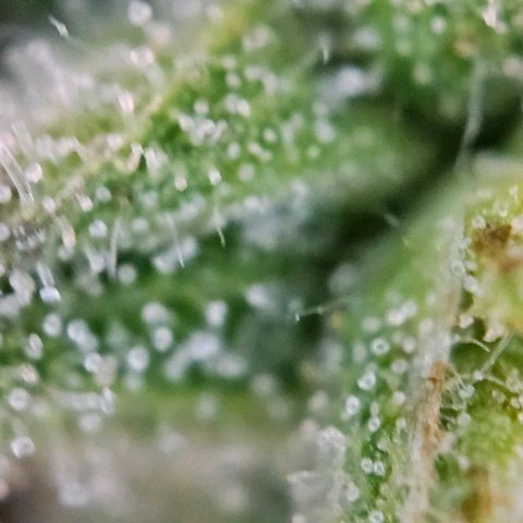 Diesel Auto growlog timeline photo