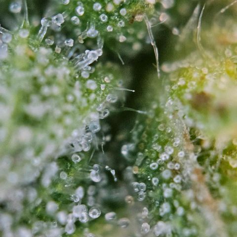Diesel Auto growlog timeline photo