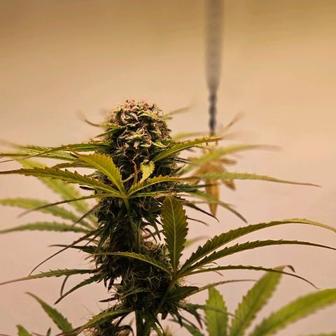Diesel Auto growlog timeline photo
