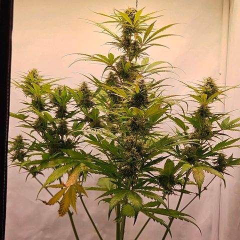 Diesel Auto growlog timeline photo