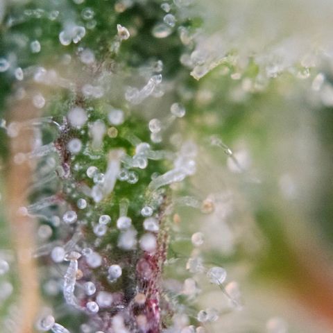 Diesel Auto growlog timeline photo