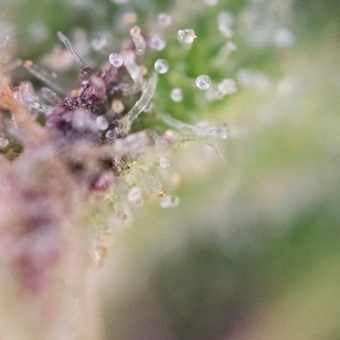 Diesel Auto growlog timeline photo