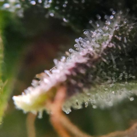 Diesel Auto growlog timeline photo
