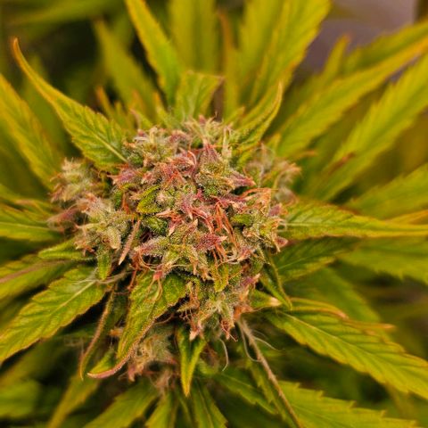 Diesel Auto growlog timeline photo