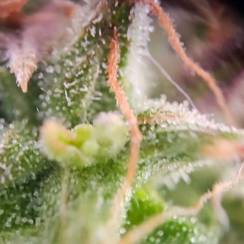 Diesel Auto growlog timeline photo
