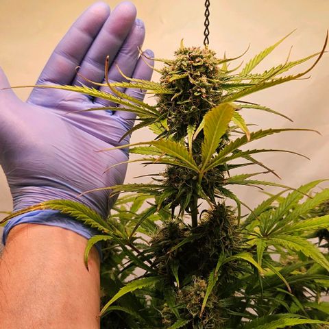 Diesel Auto growlog timeline photo