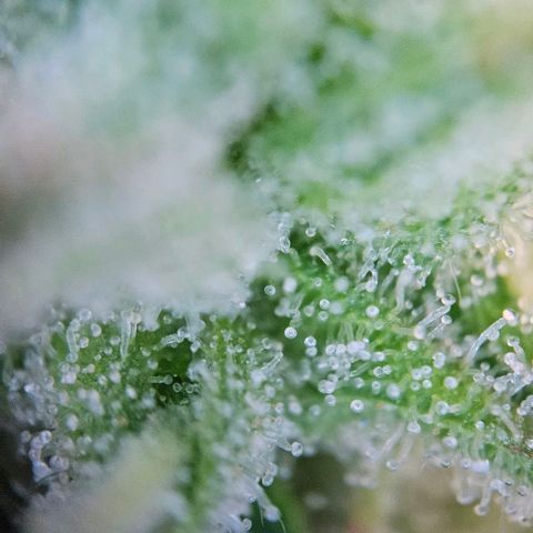 Diesel Auto growlog timeline photo