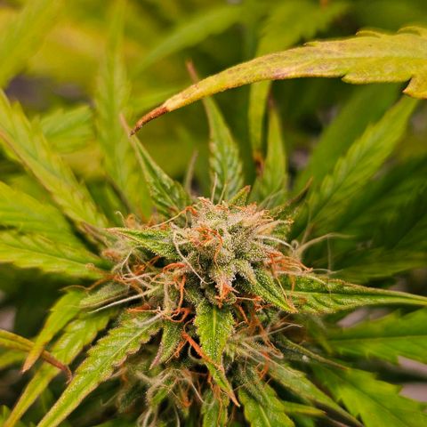 Diesel Auto growlog timeline photo