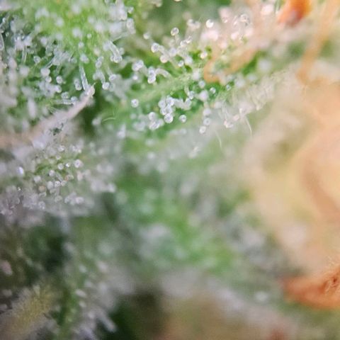 Diesel Auto growlog timeline photo
