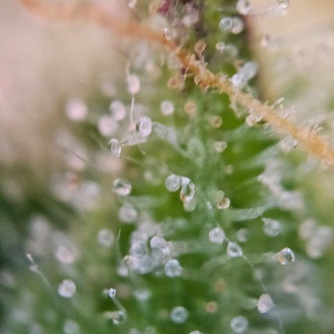 Diesel Auto growlog timeline photo