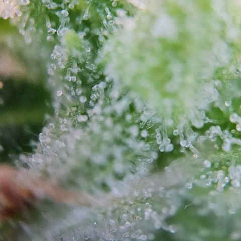 Diesel Auto growlog timeline photo