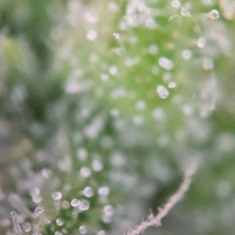 Diesel Auto growlog timeline photo